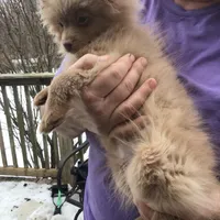 Wookie, a male Pomeranian for sale in Tekonsha, MI – Photo 2 of 2