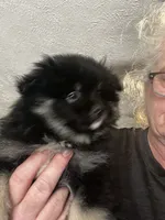 Chubbs, a male Pomeranian for sale in Tekonsha, MI – 2 of 3