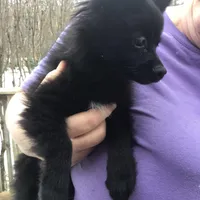 Iggy, a female Pomeranian for sale in Tekonsha, MI – Photo 1 of 2