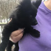 Iggy, a female Pomeranian for sale in Tekonsha, MI – Photo 2 of 2
