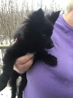 Iggy, a female Pomeranian for sale in Tekonsha, MI – Photo 2 of 2