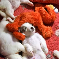 processed/a7bea6f3-4959-4c14-8a27-f4297d246de1/facility/a933607a-01ea-4097-87c3-6e3c9490fc91