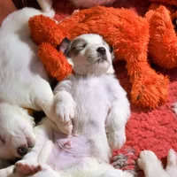 processed/a7bea6f3-4959-4c14-8a27-f4297d246de1/facility/e659f2ae-049c-4bb9-b83d-c5c791383064