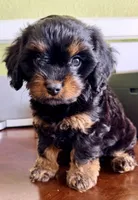 Boots 🥾 , a male Cavapoo for sale in Columbia, SC – Photo 4 of 10