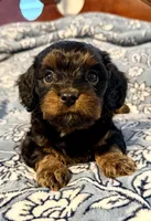 Boots 🥾 , a male Cavapoo for sale in Columbia, SC – Photo 7 of 10