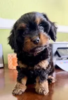 Boots 🥾 , a male Cavapoo for sale in Columbia, SC – Photo 3 of 10