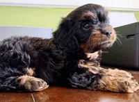 Boots 🥾 , a male Cavapoo for sale in Columbia, SC – Photo 5 of 10