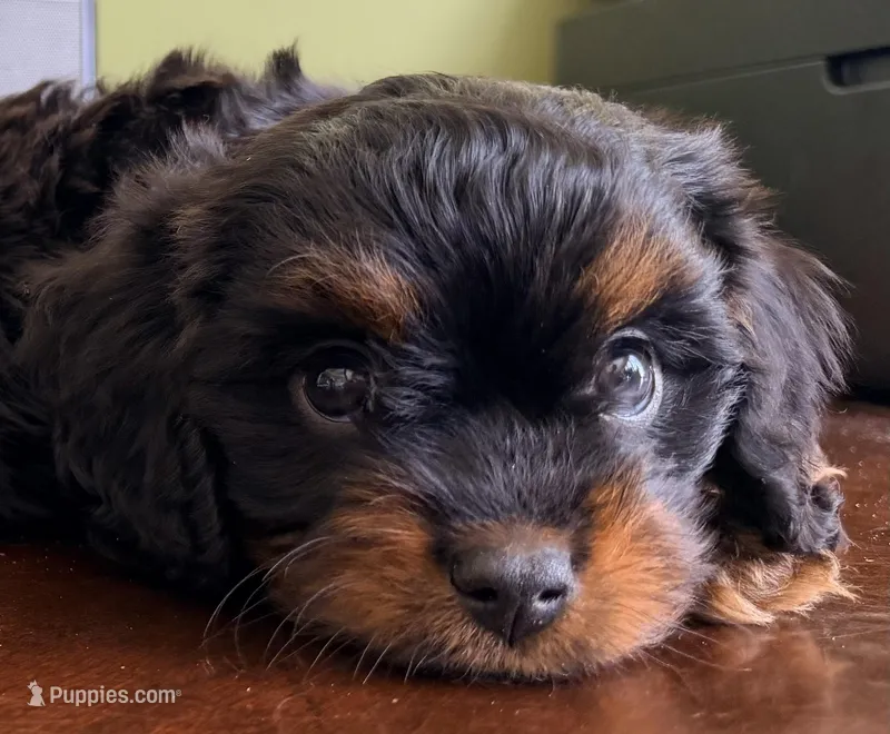 Boots 🥾  – Cavapoo puppy for sale in Columbia, SC