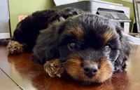 Boots 🥾 , a male Cavapoo for sale in Columbia, SC – Photo 2 of 10
