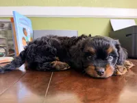 Boots 🥾 , a male Cavapoo for sale in Columbia, SC – Photo 10 of 10