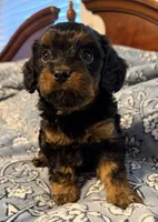Boots 🥾 , a male Cavapoo for sale in Columbia, SC – Photo 6 of 10