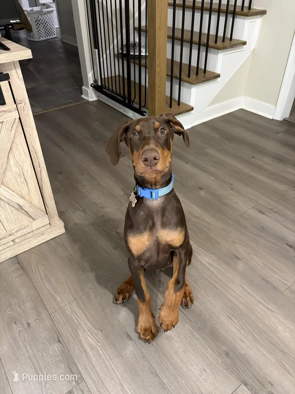 Otis – Doberman Pinscher puppy for sale in Richmond City, VA