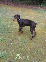 Otis, a male Doberman Pinscher for sale in Richmond City, VA – Photo 2 of 3