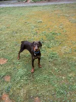 Otis, a male Doberman Pinscher for sale in Richmond City, VA – Photo 3 of 3