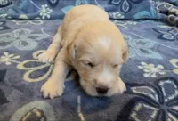 🧡 SILAS, a male Golden Pyrenees for sale in Naples, FL – 3 of 3