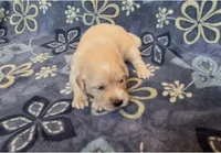 🤎 WILLOW, a female Golden Pyrenees for sale in Naples, FL – 2 of 3