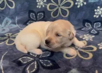 💚 SAGE, a female Golden Pyrenees for sale in Naples, FL – 2 of 3