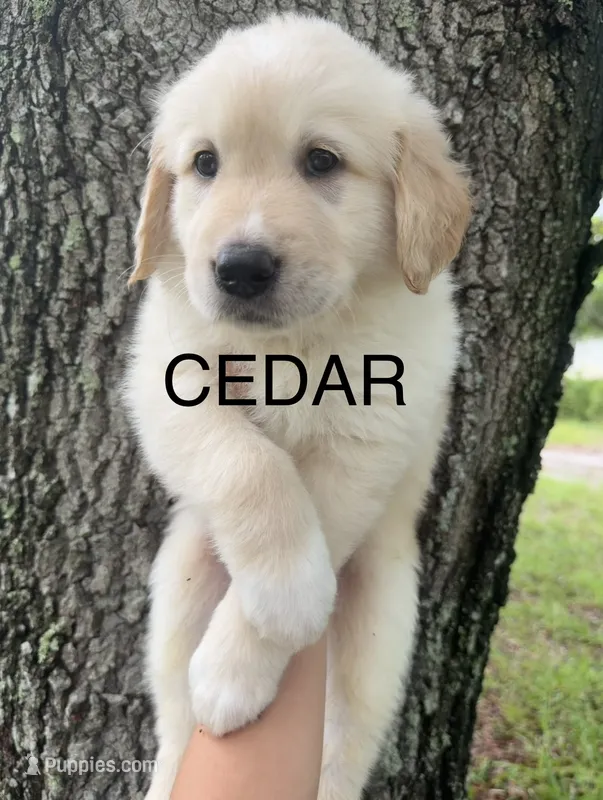 🖤 CEDAR – Great Pyrenees, Golden Retriever puppy for sale in Naples, FL