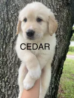 🖤 CEDAR, a male Great Pyrenees and Golden Retriever for sale in Naples, FL – 1 of 4