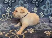 🖤 CEDAR, a male Golden Pyrenees for sale in Naples, FL – 2 of 3