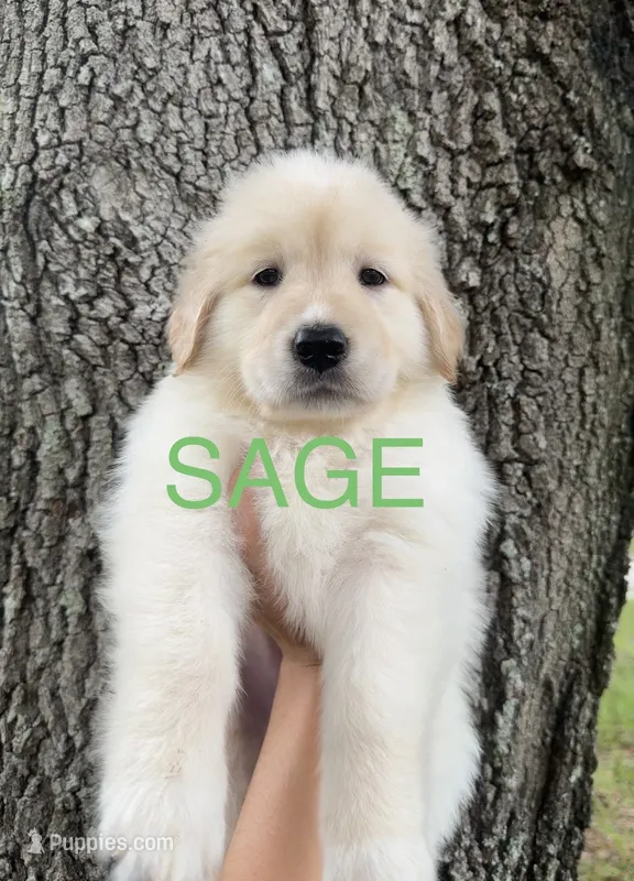 💚 SAGE – Great Pyrenees, Golden Retriever puppy for sale in Naples, FL