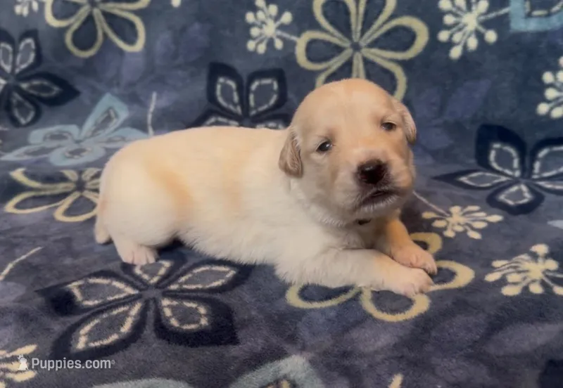 💚 SAGE – Golden Pyrenees puppy for sale in Naples, FL