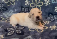 💚 SAGE, a female Golden Pyrenees for sale in Naples, FL – 1 of 3