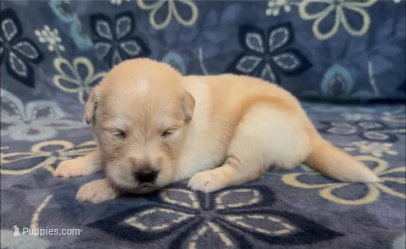 🩷 REINE – Golden Pyrenees puppy for sale in Naples, FL