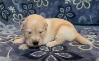 🩷 REINE, a female Golden Pyrenees for sale in Naples, FL – 1 of 3