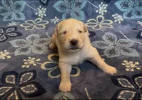 🖤 CEDAR, a male Golden Pyrenees for sale in Naples, FL – 3 of 3