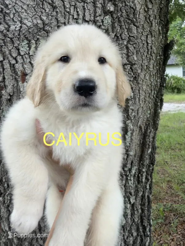 💛 CAIYRUS – Great Pyrenees, Golden Retriever puppy for sale in Naples, FL