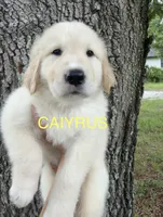 💛 CAIYRUS, a male Great Pyrenees and Golden Retriever for sale in Naples, FL – 1 of 4