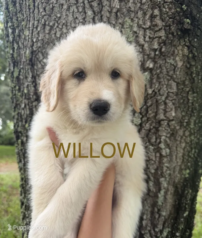 🤎 WILLOW – Great Pyrenees, Golden Retriever puppy for sale in Naples, FL