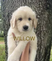 🤎 WILLOW, a female Great Pyrenees and Golden Retriever for sale in Naples, FL – 1 of 4
