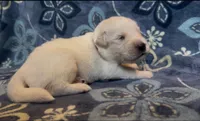 ❤️ CYPRESS, a male Golden Pyrenees for sale in Naples, FL – 3 of 3