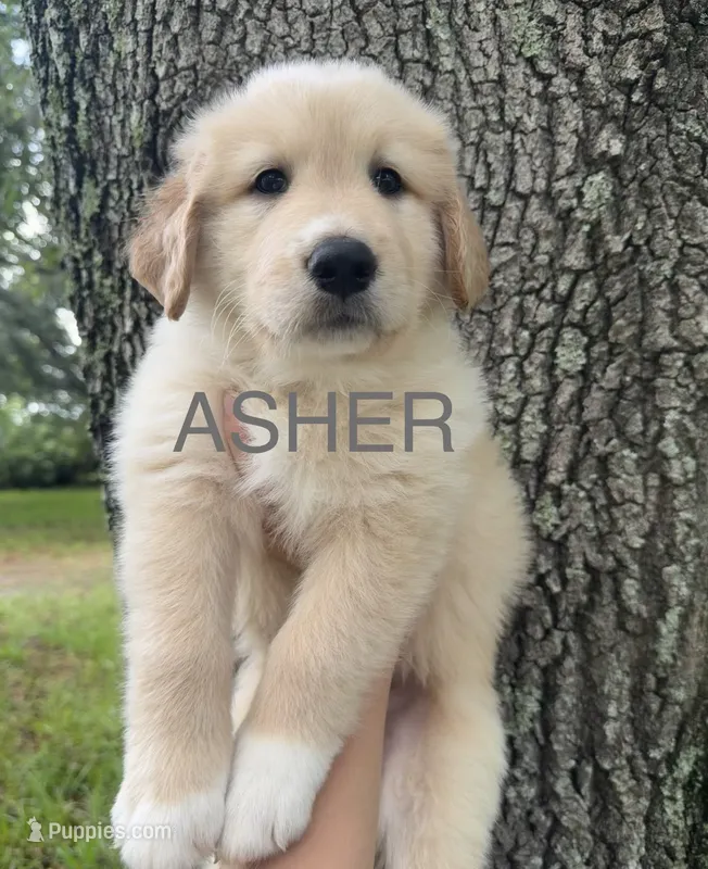 🩶 ASHER – Great Pyrenees, Golden Retriever puppy for sale in Naples, FL