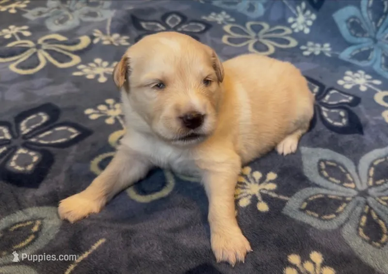 🖤 CEDAR – Golden Pyrenees puppy for sale in Naples, FL
