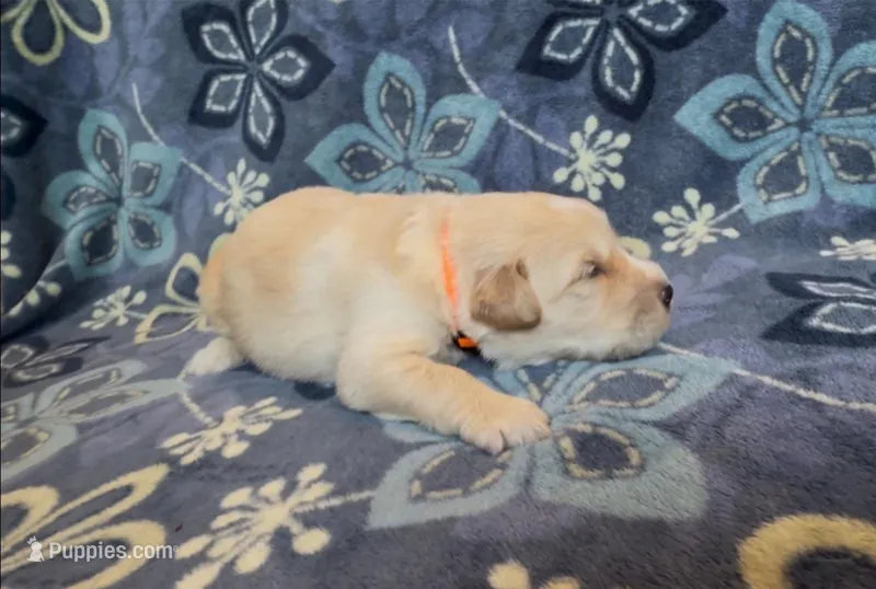 🧡 SILAS – Golden Pyrenees puppy for sale in Naples, FL
