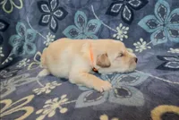 🧡 SILAS, a male Golden Pyrenees for sale in Naples, FL – 1 of 3