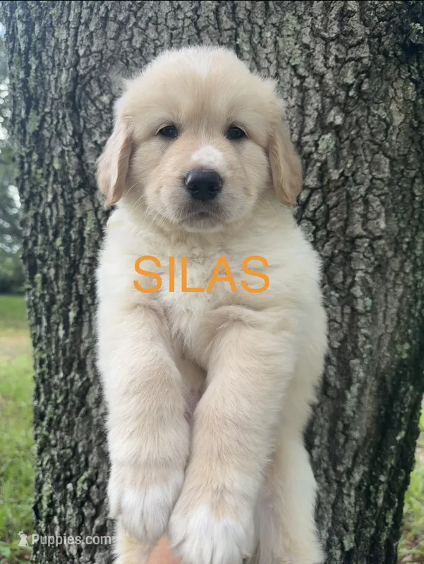 🧡 SILAS – Great Pyrenees, Golden Retriever puppy for sale in Naples, FL