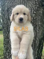 🧡 SILAS, a male Great Pyrenees and Golden Retriever for sale in Naples, FL – 1 of 4