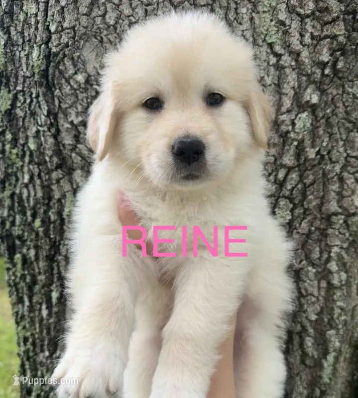 🩷 REINE – Great Pyrenees, Golden Retriever puppy for sale in Naples, FL