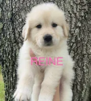 🩷 REINE, a female Great Pyrenees and Golden Retriever for sale in Naples, FL – 1 of 4