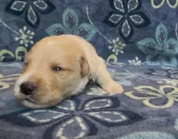🩶 ASHER, a male Golden Pyrenees for sale in Naples, FL – 2 of 3