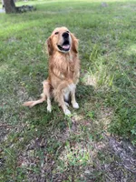 🩶 ASHER, a male Great Pyrenees and Golden Retriever for sale in Naples, FL – 8 of 8