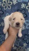 💚 SAGE, a female Golden Pyrenees for sale in Naples, FL – 3 of 3