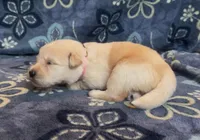 🩷 REINE, a female Golden Pyrenees for sale in Naples, FL – 2 of 3