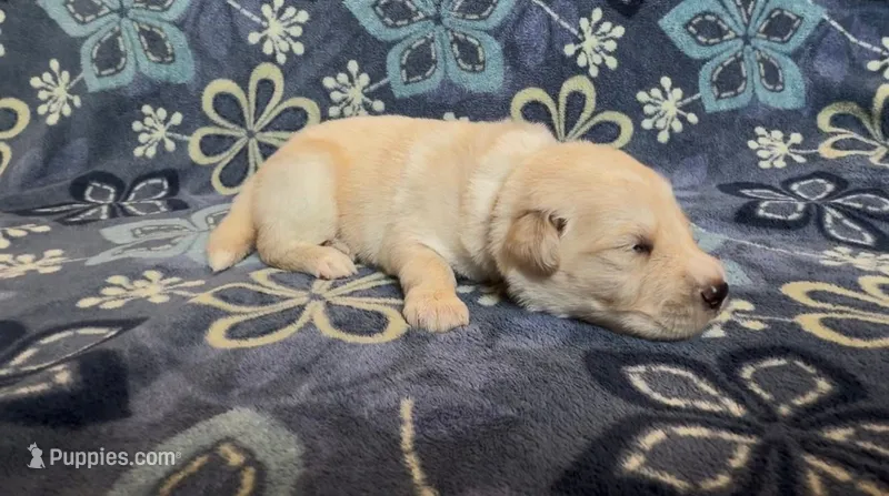 💛 CAIYRUS – Golden Pyrenees puppy for sale in Naples, FL