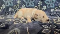 💛 CAIYRUS, a male Golden Pyrenees for sale in Naples, FL – 1 of 3