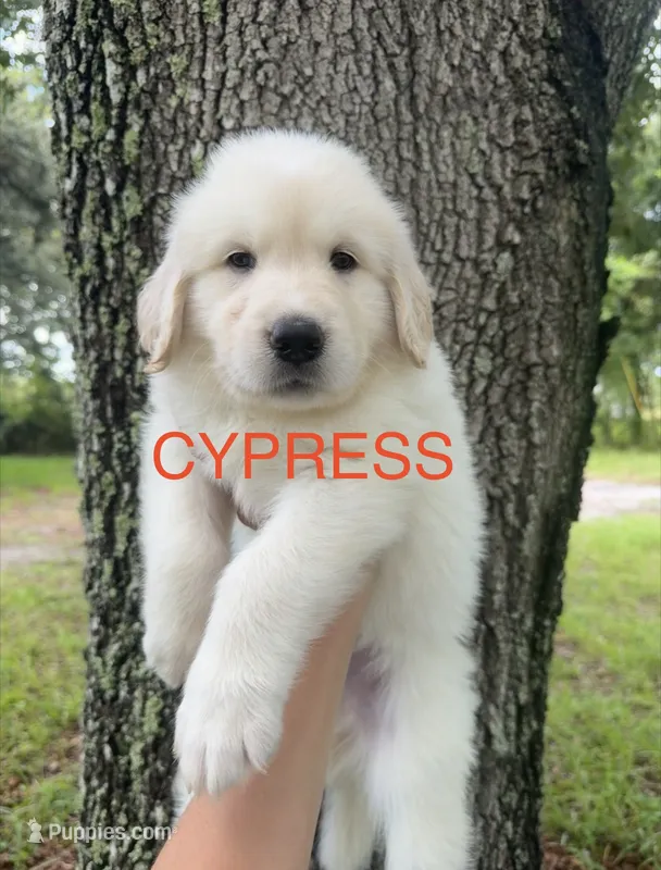 ❤️ CYPRESS – Great Pyrenees, Golden Retriever puppy for sale in Naples, FL